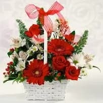 Red and White Delight