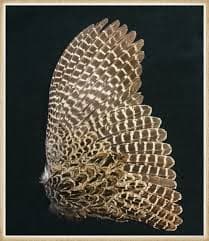 Complete Bird Wings For DIY Projects Natural Ringneck Pheasant Wing Feathers – 1 Pair For Crafting & Decor Ringneck Pheasant Wings