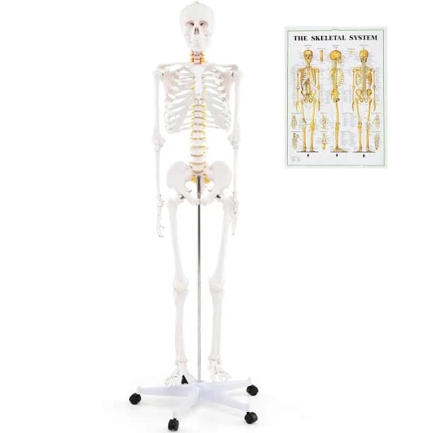 Costway 70.8" Life Size Human Skeleton Model