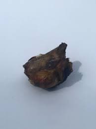 Smoked Beef Patella – Onterra Natural Pet