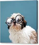 Puppy Wearing Thick Glasses Photograph by Martin Poole - Pixels