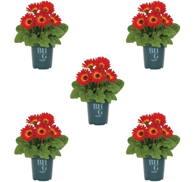 Better Homes & Gardens Orange Gerbera Daisy Live Annual Plant