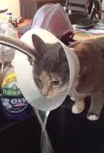 cat with cone drinking water