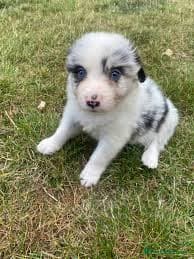 Blue Merle Border Jack Breeders Kennel Club Border Collie Puppies For Sale for sale in Knutsford
