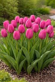 Tulip Single Late 'Wilja' | Premium 12/+ cm Bulbs | Elegant Late-Sprin – Hand Picked Nursery