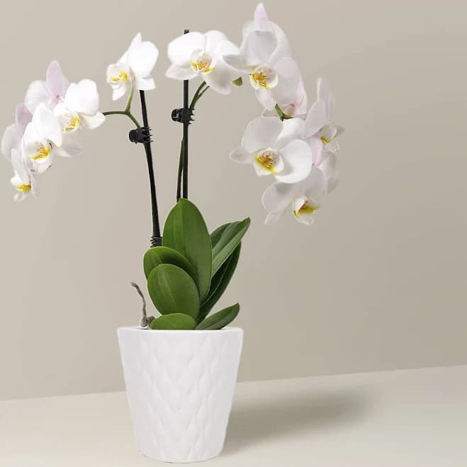 White Orchid Small