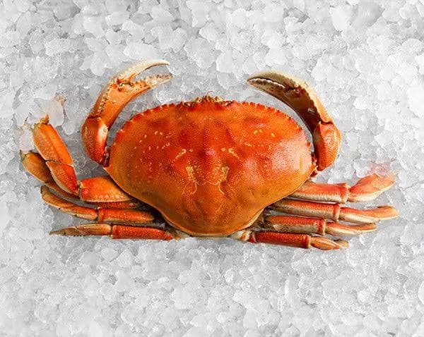 Dungeness Crab Whole No