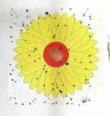 3 Fly Insects Killer Bugs Flower Window Sticker Glue Sticky Traps Non-Toxic UK
