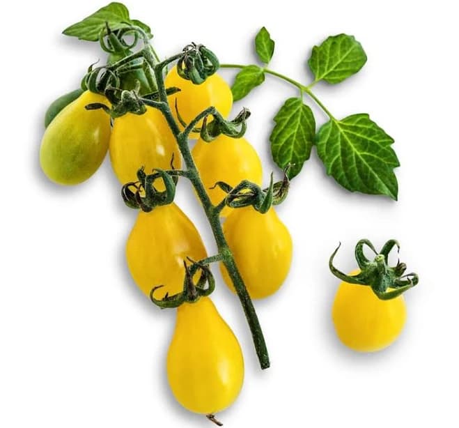 Tomato Seeds Yellow Pear