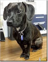 Dachshund Mastiff Boston Terrier Mix Boston Terrier Chihuahua Dachshund Mix Black Friday Deals