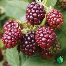 DeGroot Raspberry, Royalty - Seed Starting | DeGroot | C-A-L Ranch