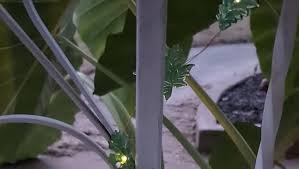 JASHIKA Artistic Leaf Solar Lights for Outside-Solar Powered String Lights 14ft 40 LED with Unique 3D Realistic Leaf Vine Designs- Outdoor Solar Lights for Garden Patio Yard Fence Balcony Decor - Amazon.com