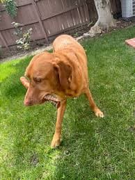 Beef Trachea 12" – Kahoots