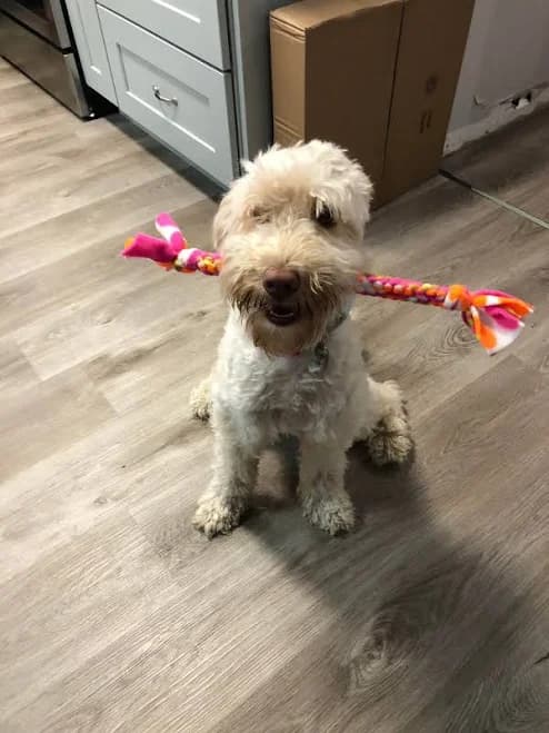 Multi-Colors Dog Toy