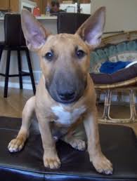 fawn bull terrier
