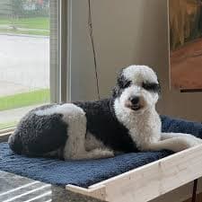 The "kirra" Wood Dog Bunk Bed the ORIGINAL!! Elevated Platform Large for Your Dog Bedding--unfinished Furniture - Etsy Israel