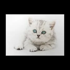 Little british domestic silver tabby cat Poster