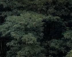 Ricarda Roggan | Baumstück 2 (2007/2008) | Available for Sale | Artsy