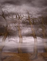 Widow's Woods: Forest | Daz 3D