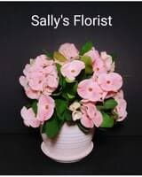 Sally's Euphorbia Plant in pot in White Rock BC - Sally Florist White Rock