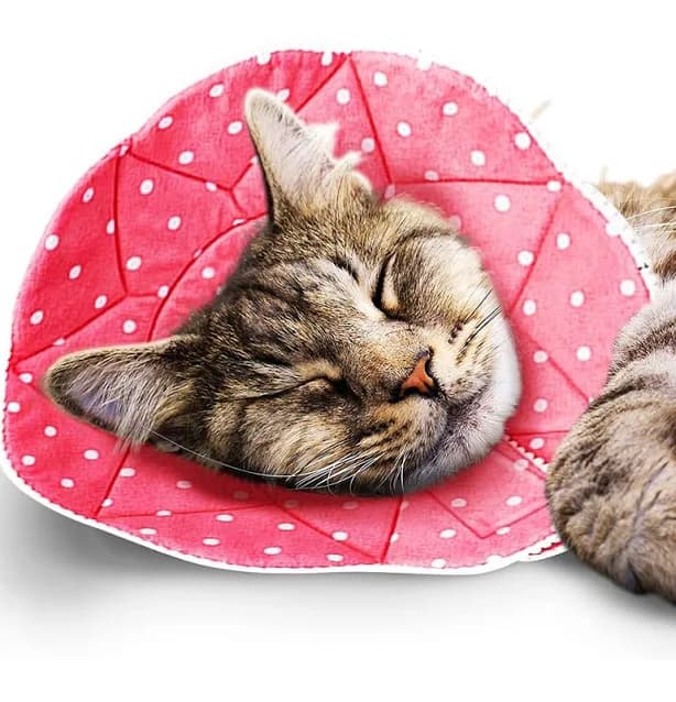 SunGrow Cat Cone Collar