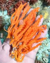 Superman Sponge for Sale. Live Sea sponges, of rare specimans