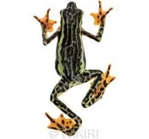 Atelopus elegans
