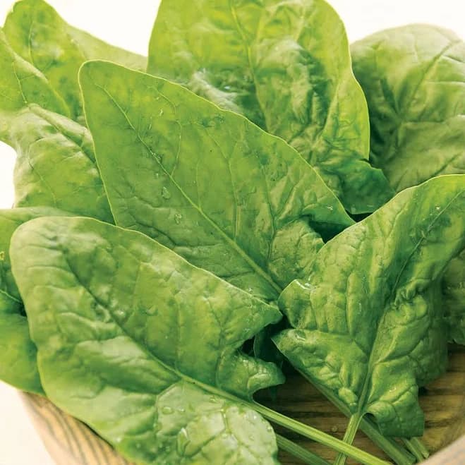 Burpee Spinach Double Take Hybrid 200 Seeds