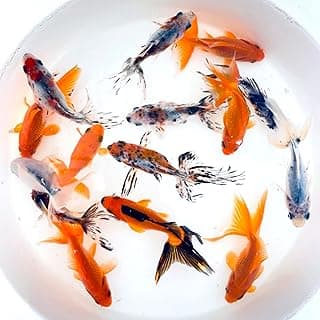 Toledo Goldfish Live Calico and Red Fantail Combo, Live Fish Perfect for Stocking Ponds, Tanks, and Aquariums 2.5 Inches 4 Count