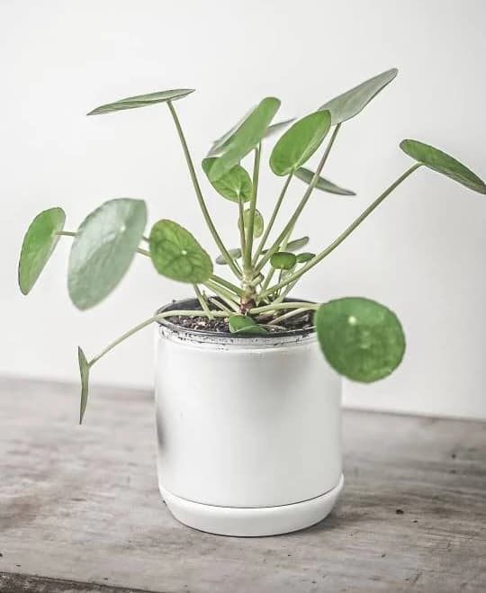 Pilea Pepermiodes (Friendship Plant) (6”)