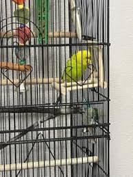 Brown's Extreme Natural Millet Spray Bird Treats, 7 count - Walmart.com