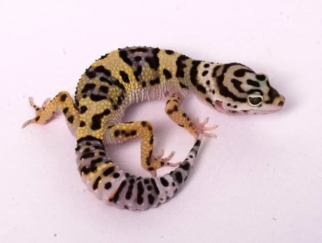 LiteBrite Leopard Gecko