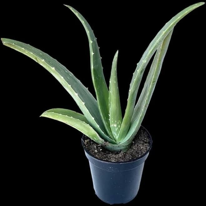 Aloe Vera 4" Pot