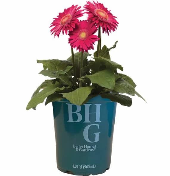 Better Homes & Gardens 1Qt Gerbera Daisy Jaguar Pink Live Plant Grower Pot Full Sun