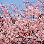 Akebono Cherry Tree For Sale | The Tree Center