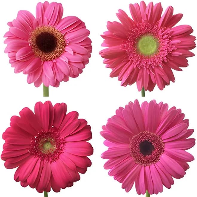 Hot Pink Gerbera Daisy Flower