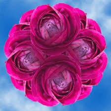 Ranuculus Best Burgundy Flowers To Buy