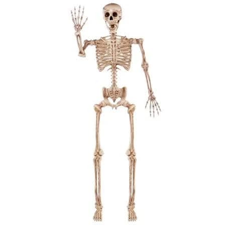 JOYIN 5.6 FT Halloween Posable Life Size Skeleton
