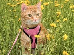 Top cool cat harness Flash Sales The Best Cat Harnesses of 2025 Kinship