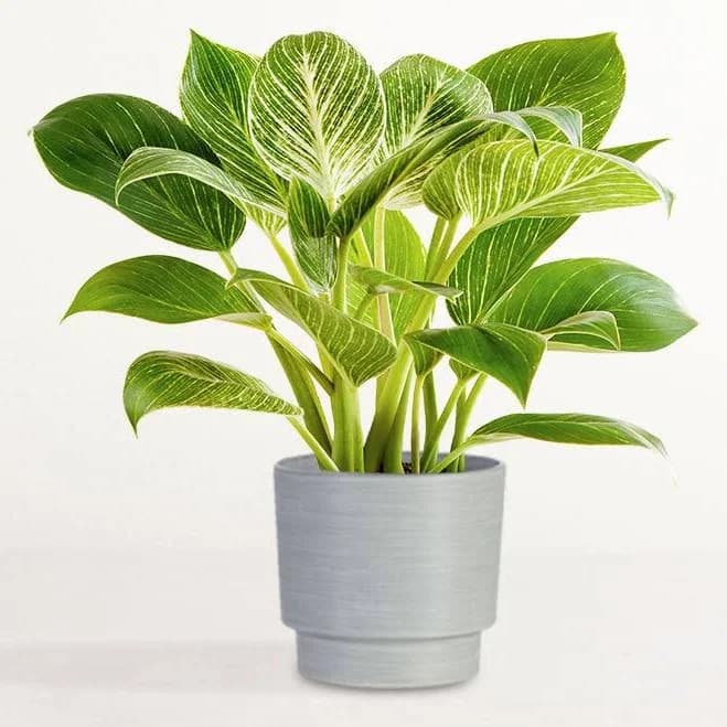 Philodendron Birkin Plant Shelf Size Planter