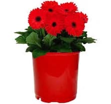 1 Gal. Gerbera Daisy Annual with Vibrant Red Blooms and Rich Green Foliage