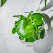 Peperomia Polybotrya Raindrop | 12cm Pot | Pet Friendly House Plant | Indoor Plants and Accessories – House of Kojo