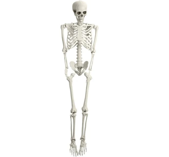Latitude Run 5.4ft Life Size Poseable Skeleton Prop