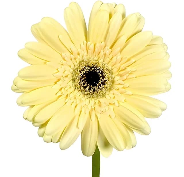 Summer Bliss Mini Gerbera Daisy
