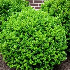 Ligustrum 'Wavy Leaf' - Patuxent Nursery