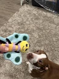 Product Reviews for FRISCO Spring Bugs & Flowers Plush Squeaky Dog Toy