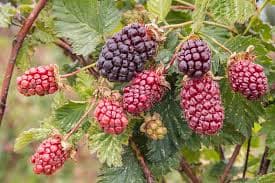 Boysenberry Western Blackberry/Raspberry Hybrid | Zones 5-10