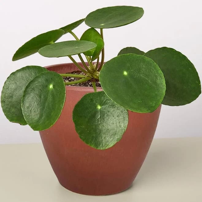 Pilea Peperomioides 'Chinese Money' 6" Pot / Terra Cotta Eco