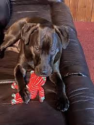 Temporarily Unavailable - KONG Holiday Floppy Knots Fox Dog Toy, Red Green, Small/Medium, 1 count - Chewy.com
