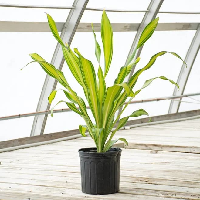 White Flower Farm Dracaena 'Marley' Woven Basket Corn Plant